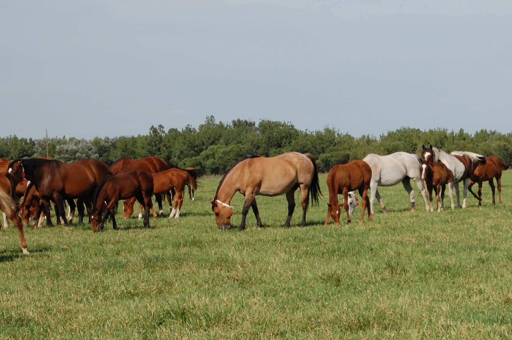 Recipient Mares and Foals